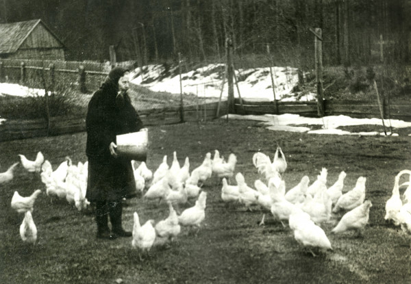 Putnkope Elvīra Āze baro vistas, 1960-tie gadi