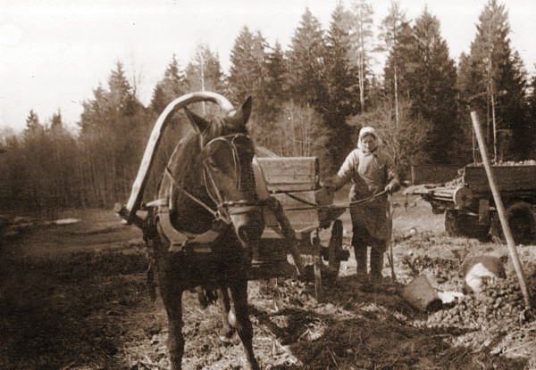 Fermas darbiniece piegādā kartupeļus vistu barošanai