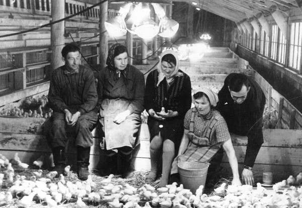 Putnkopēji cāļu cehā, Arvīds Deksnis (pirmais no kreisās), Alfons Bauers (pirmais no labās), 1960-tie gadi